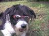 Blanding af racer Sissi [ Himmelhund]