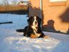 Berner sennenhund Sui [ Himmelhund]