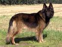 Schæferhund Buster *på de evige enge*