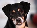 Dansk svensk gaardhund King