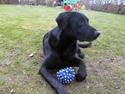 Labrador retriever Walter