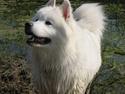 Samojedhund Luffe