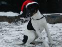 Dansk svensk gaardhund Lucky