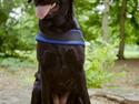 Labrador retriever Filippa