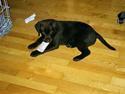 Labrador retriever Oban