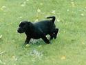 Labrador retriever Molle