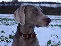 Weimaraner Kiwi