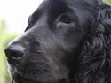 Cocker spaniel Bea
