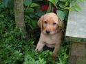Labrador retriever bella