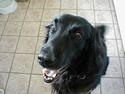 Flat coated retriever Laban