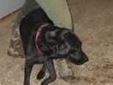 Labrador retriever Emily
