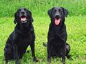 Labrador retriever Zita