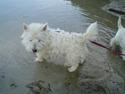 West highland white terrier rødebro´s ringo *RIP*