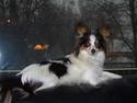 Papillon Chino