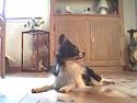 Papillon Loony