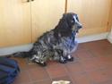 Field spaniel Monti