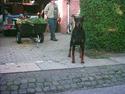 Dobermann (Genning's Sultan) Pinta