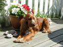 Cocker spaniel Mille