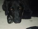 Labrador retriever Mon Cherié