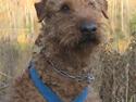 Irsk terrier Jeffi 13/2
