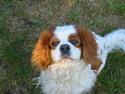 Cavalier king charles spaniel Cavakings tjess