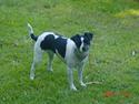 Dansk svensk gaardhund mille