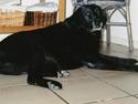 Labrador retriever Cif