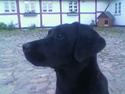 Labrador retriever Mokka
