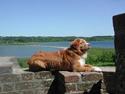 Nova scotia duck tolling retriever Murphy