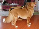 Nova scotia duck tolling retriever Koda