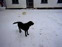 Labrador retriever Hubert's Gipsy