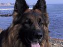 Schæferhund Samson