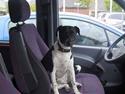 Dansk svensk gaardhund Flecki