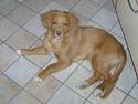 Nova scotia duck tolling retriever Fica