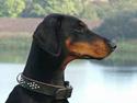 Dobermann Neckelmanns Shiva *RIP*