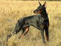 Dobermann Vega (Duna) *omplaceret*