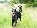 Dobermann Amber