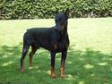 Dobermann Nashville Boy