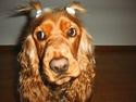 Cocker spaniel Molly