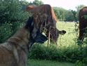 Malinois Skipper