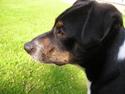 Dansk svensk gaardhund Olfert
