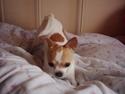 Chihuahua Dyrlægegårdens Puk