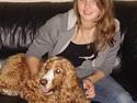 Cocker spaniel Harley