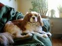 Cavalier king charles spaniel Joko