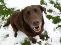 Labrador retriever Tenna