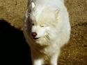 Samojedhund Freja (Dancing Duchess)