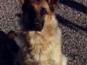 Schæferhund Lilliendahl Lottie