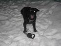 Blanding af racer Ronja.. R.I.P min elskede