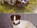 Dansk svensk gaardhund Batmann