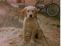 Labrador retriever Trold (Død)